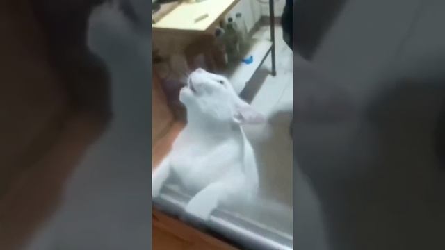 ХОЗЯЙН ПОЗВАЛ КОТА ЛОВИТЬ МЫШЕЙ И ВОТ ЧТО ВЫШЛО: смотреть онлайн