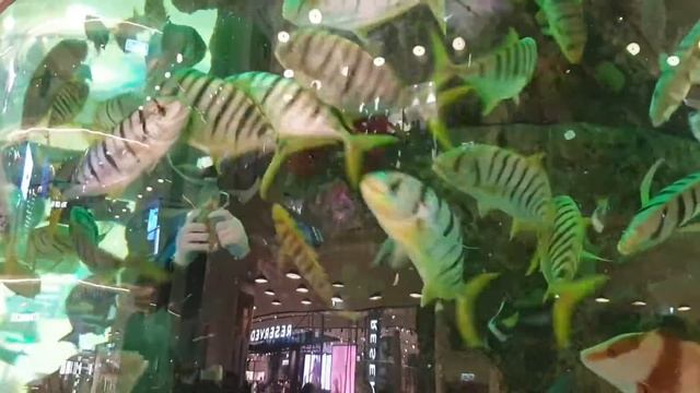 Кормление рыбок в аквариуме ТЦ Авиапарк смотреть онлайн