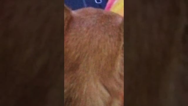 Злая собака добби смотреть онлайн