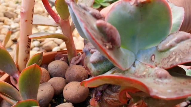 SUCULENTAS com CARUNCULAS - coleção de gibbifloras e echeverias смотреть онлайн