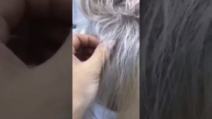 Можно ли отрастить свои волосы под наращиванием?