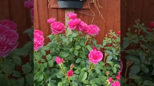 Роза James L. Austin