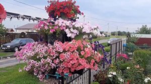 ПЕТУНИЕВОЕ ДЕРЕВО! СРАВНИВАЮ С ПРОШЛЫМИ СЕЗОНАМИ! ДЕЛАЕМ ВЫВОДЫ!