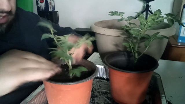 Trapianto pomodori varietà "Minibel", Febbraio 2023 смотреть онлайн