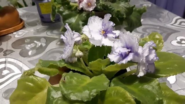 Что такое спорт у фиалок? смотреть онлайн