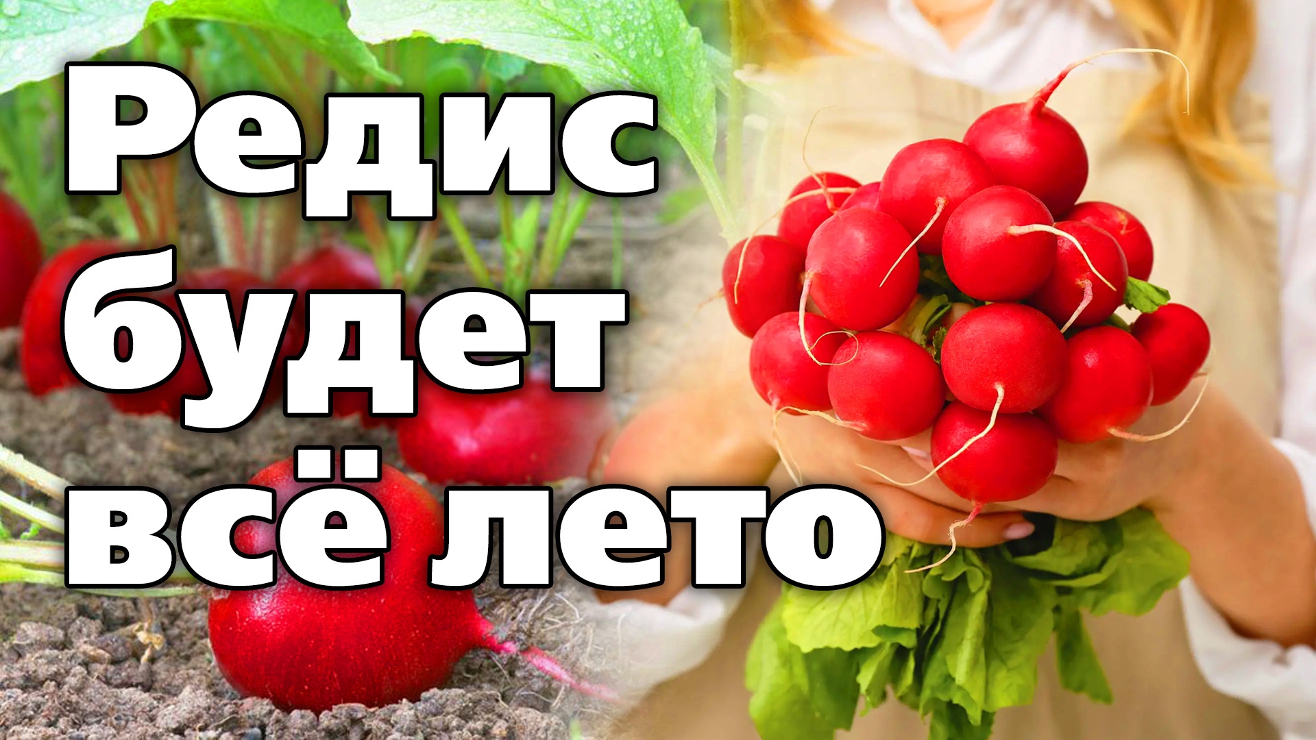 Сорта редиса, которые не стрелкуются. Урожай будет весь сезон смотреть онлайн