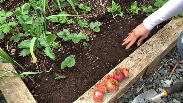 Planting Shallots From The Grocery Store смотреть онлайн
