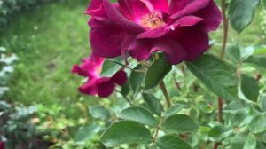 Роза Найт Оул, Rosa Night Owl.