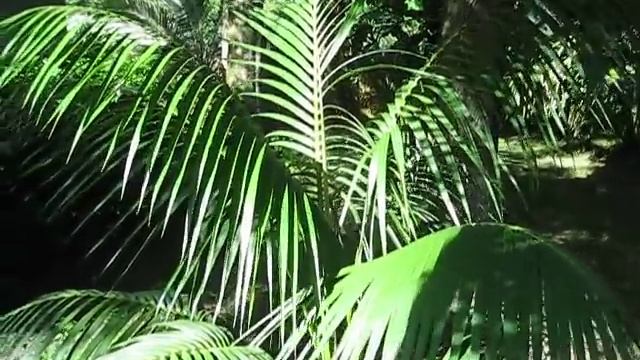 Howea forsteriana Kentia palm смотреть онлайн