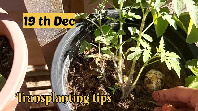 🔴 Tomato Growing from Seeds at home | part-1 смотреть онлайн