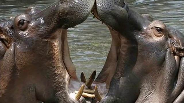 Гиппопотам — Hippo