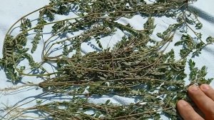 Стелющиеся якорцы - чудо трава!