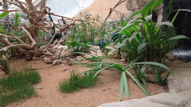 AL AIN ZOO| BIGGEST ZOO IN UAE| LUXURIANT GARDEN ABU DHABI UAE