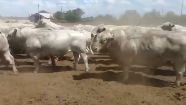 Быки Аулиекольская Порода производители на племя!Самые лучшие быки мясного направления!Наша гордост
