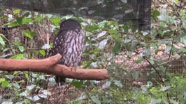 A Visit To Blackbutt Reserve to See the Wombats, Koalas & Other Australian Wildlife - New Recording смотреть онлайн