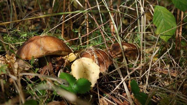Мещёра. Слайд шоу. Природа, грибы, камни, цветы, змеи... Slide show. mushrooms, flowers, snakes... смотреть онлайн