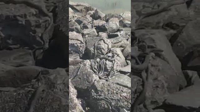 Угадайте, что это за змеи "женихаются" в Ейске за рембазой? смотреть онлайн