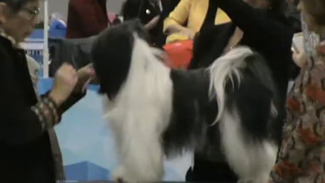 ТИБЕТСКИЙ ТЕРЬЕР 23.12.2017г. "Золотой ошейник-2017" 5 смотреть онлайн