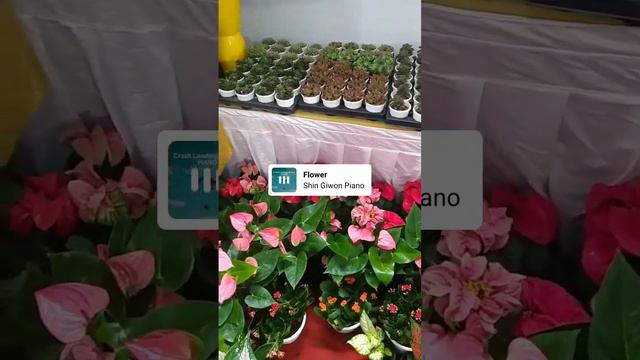 Indoor Plant's ☘️ 🌵 смотреть онлайн