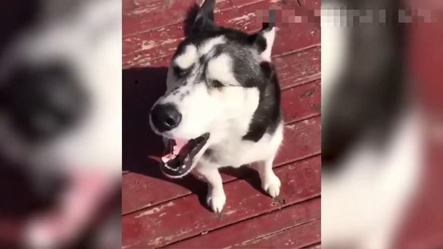 Самые забавные и смешные кошки и собаки - СМЕШНЫЕ ЖИВОТНЫЕ смотреть онлайн