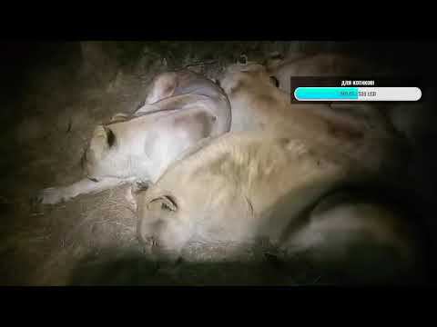 Ночной стрим у желтых котов. 17.06.24 смотреть онлайн