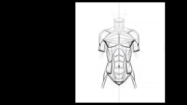 5. Drawing_Female_Torso