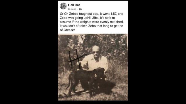 Gr Ch Zebo Vs Ch Greaser Classic History #gamebred #catpoleflirt #gamedogs #pitbull