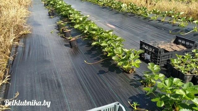 Кассетная рассада клубники. Альба, Альбион. Результат Belklubnika.by смотреть онлайн