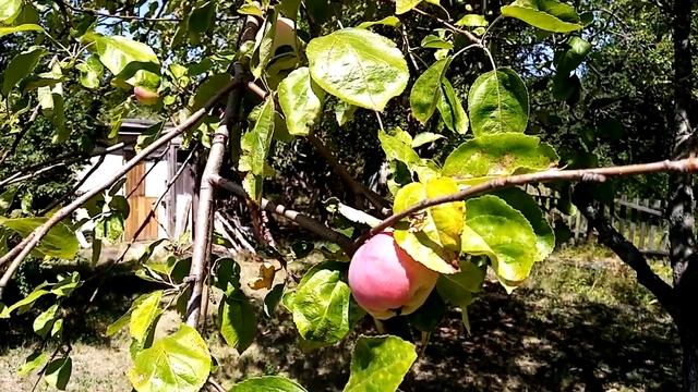 Яблоки и красивые цветы лилии в саду. смотреть онлайн