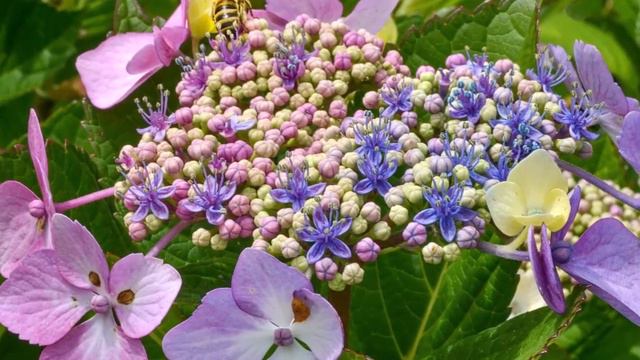 Hortenzie смотреть онлайн