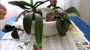 Подкормка орхидей   корневином . Наращиваем корни