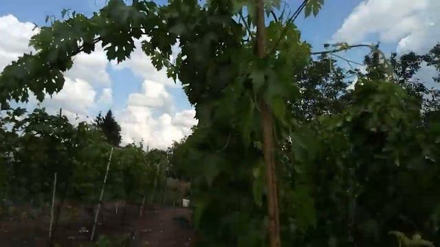 Дубовской розовый.Второе пришествие цветения смотреть онлайн