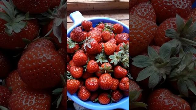 Земляника "Королева Елизавета" смотреть онлайн