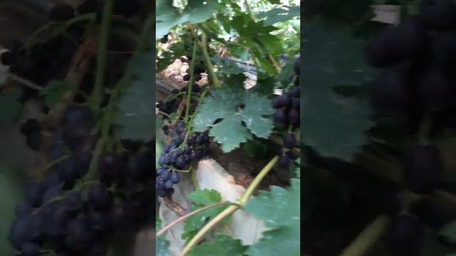 Сорт «Заря Несветая» Павловского. 2019г. смотреть онлайн