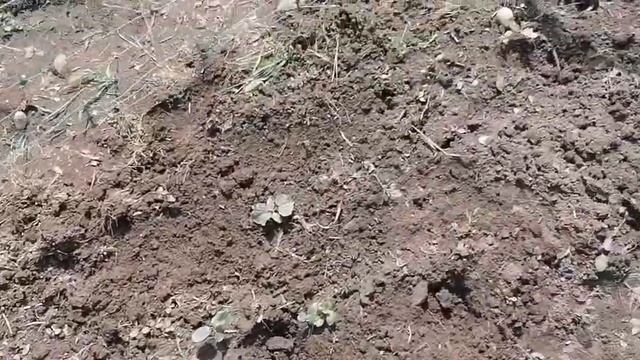 Будни огородника, жуки атакуют, китайские огурцы, из города в деревню смотреть онлайн