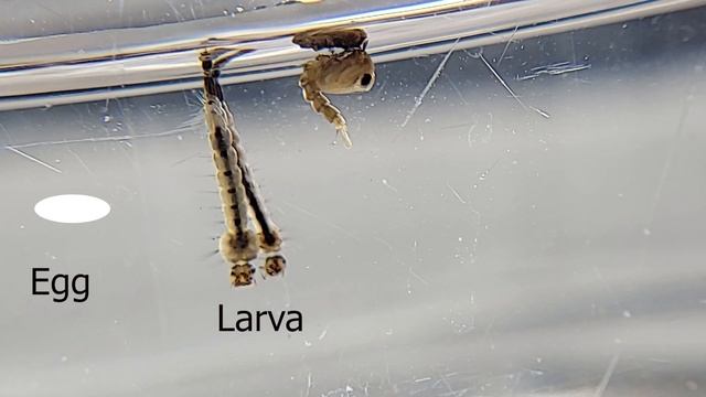 The life cycle of a mosquito (Aedes aegypti) for kids - and everyone :) смотреть онлайн