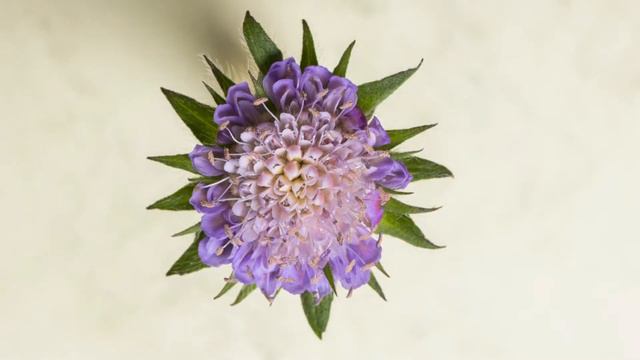 AMAZING Flower Growth - Royalty Free - Stock Footage - No copyright Videos смотреть онлайн