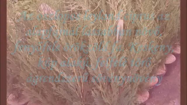 Green Rocket Leylandi Ciprus (x Cupressocyparis Leylandii 'Green Rocket') - Videó Képekben