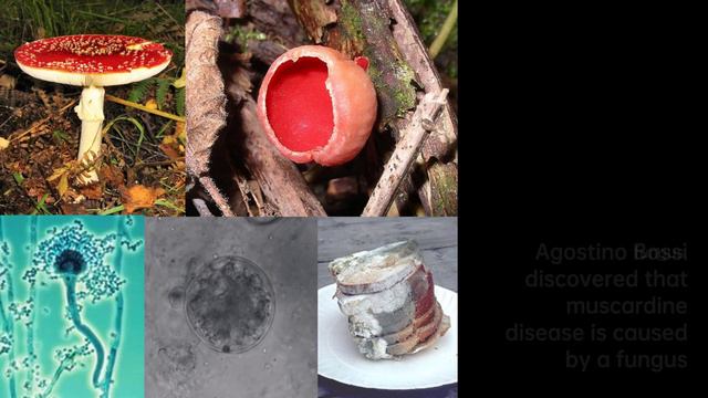 Agostino Bassi: Unveiling Microscopic Secrets | Scientist Biography смотреть онлайн
