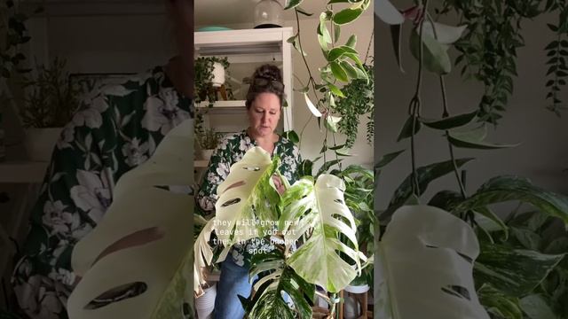 Update on my variegated Monstera I took cuttings off of in August! #monsteradeliciosa #variegated # смотреть онлайн