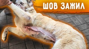 Джина сбежала. Прививки от бешенства после покусов. У Розы ЗАЖИЛ шов, но погнило где нитки. Груммер.