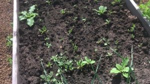 Северная дача после южной.