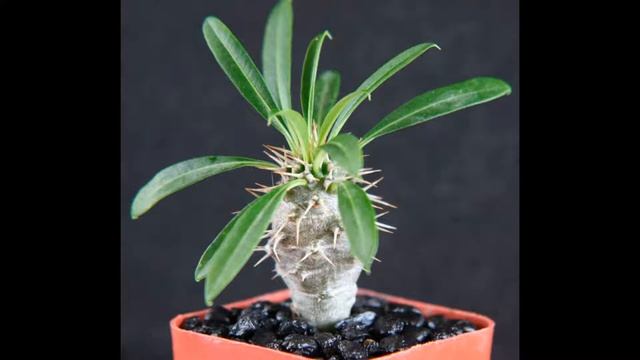 Пахиподиум описание растения, выращивание и уход в домашних условиях смотреть онлайн