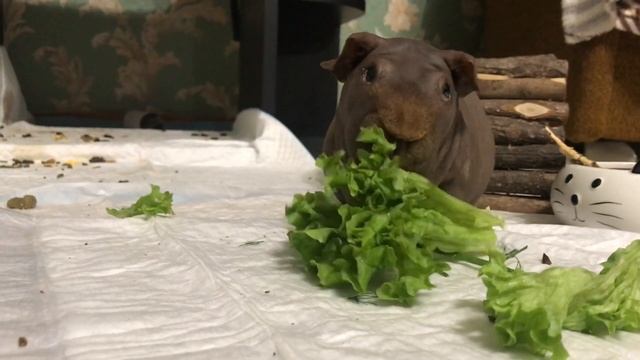 Звуки морских свинок. Что они означают? смотреть онлайн