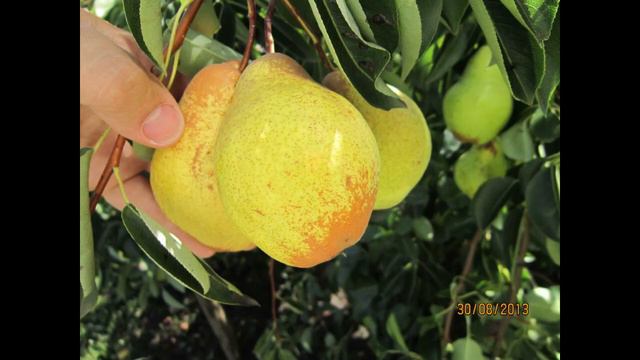груша+шелковица. сорта которые я выращиваю. смотреть онлайн