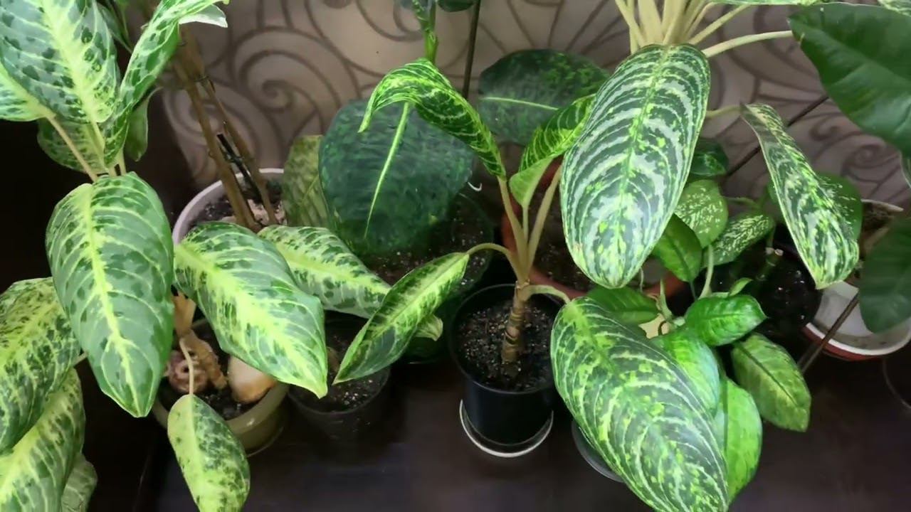 Ну неугомонная я. Передвижки. смотреть онлайн