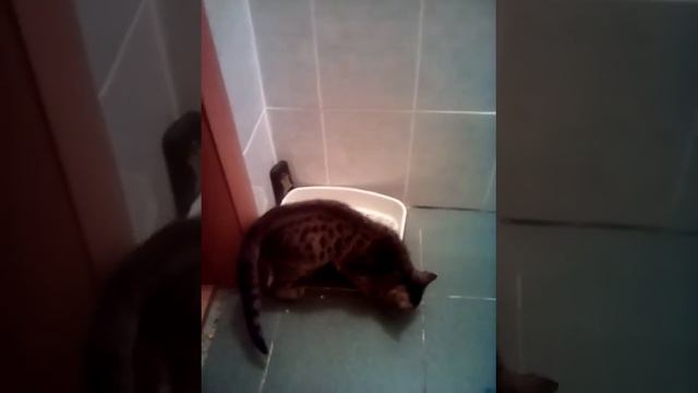 Кто сожрал курицу