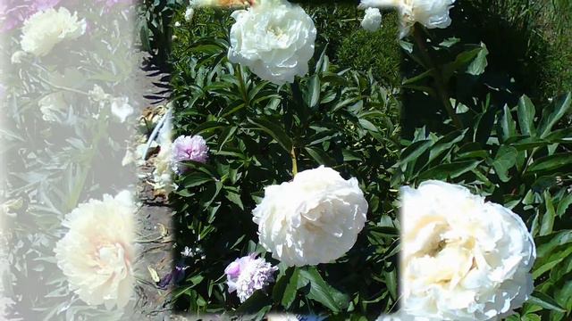 Пионы в Симферополе (Ботсад КФУ им.Вернадского) смотреть онлайн