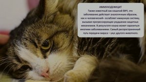 Самые распространенные болезни кошек The most common diseases of cats