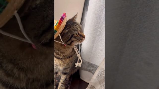 мексиканский кот??